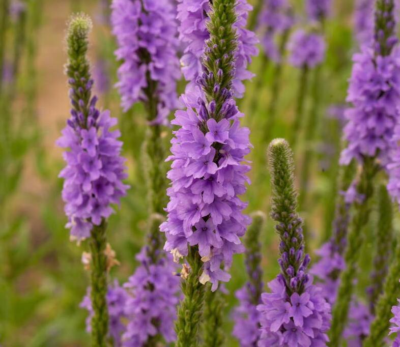 Vervain