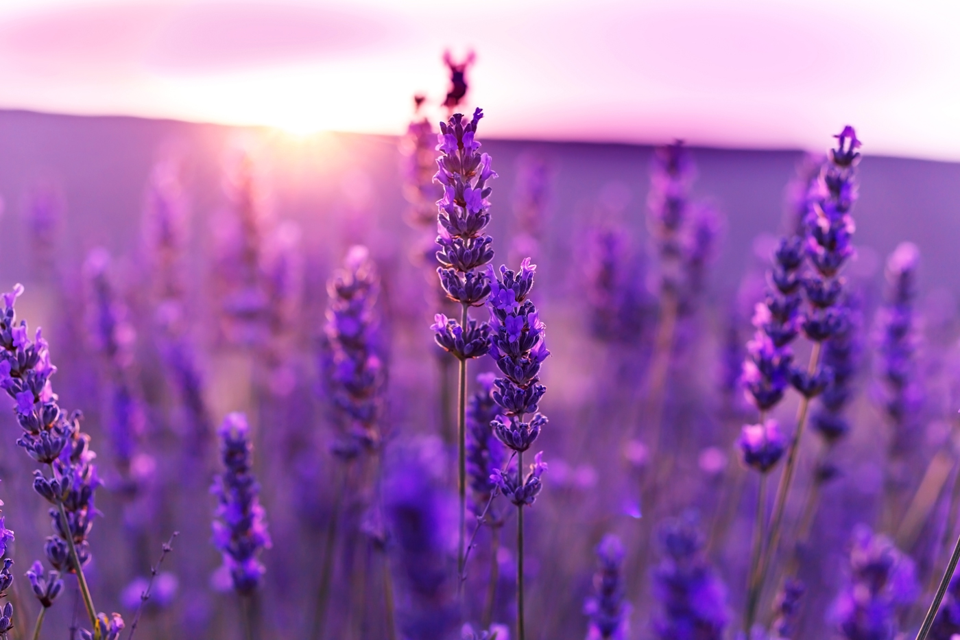 Lavender