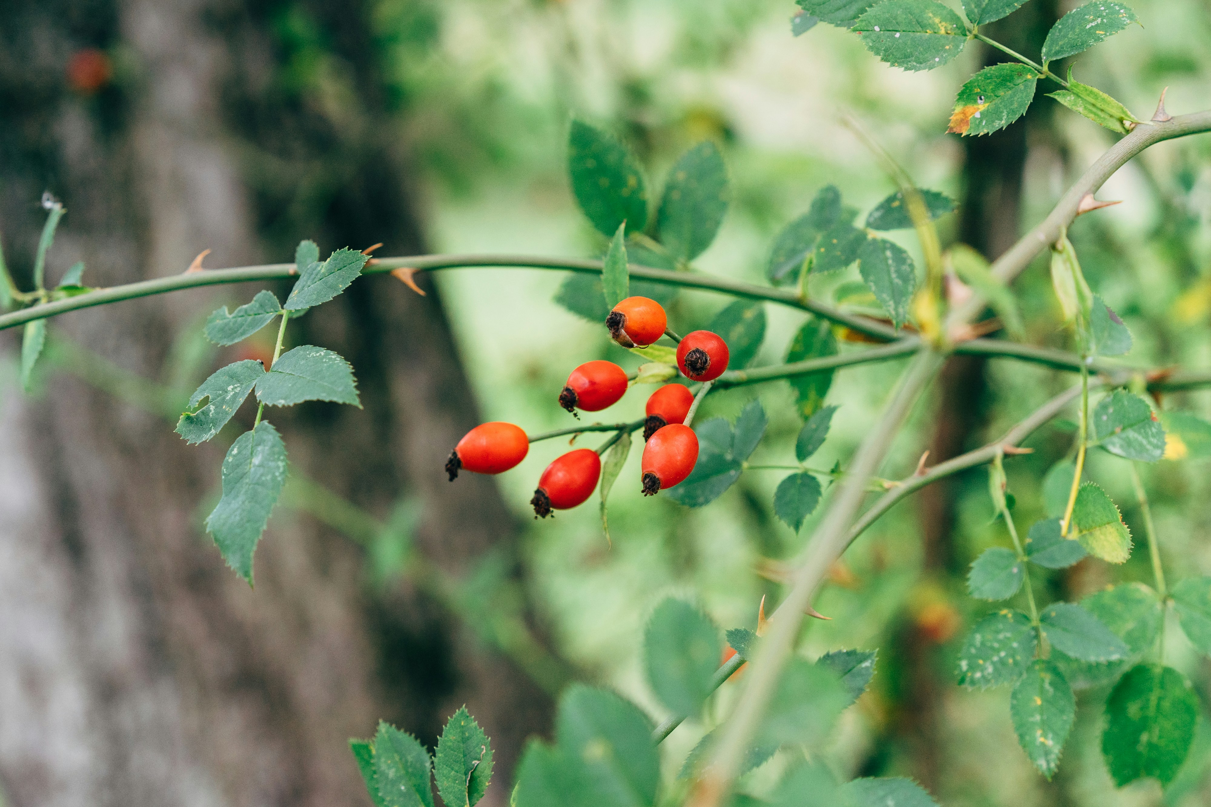 Rose hip