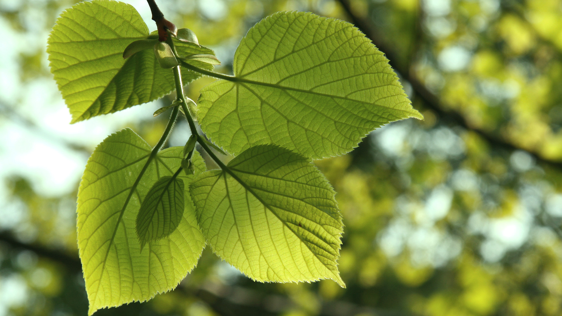 Linden