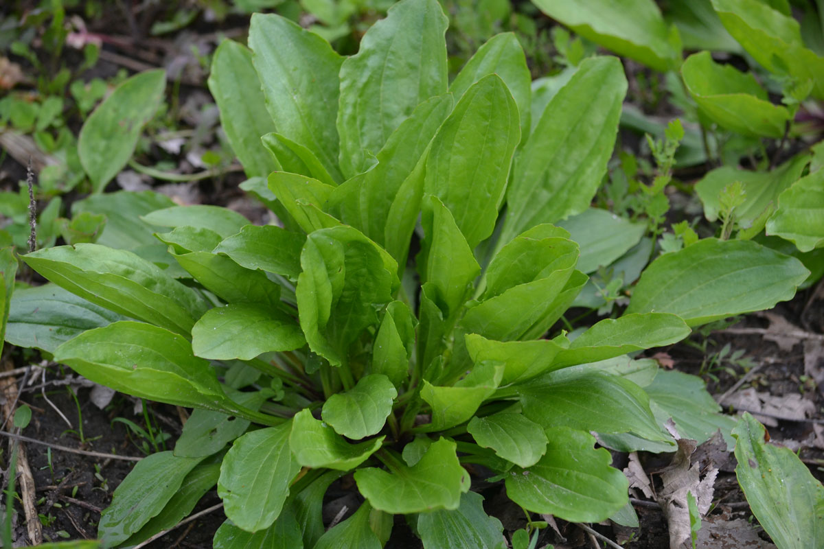 Plantain