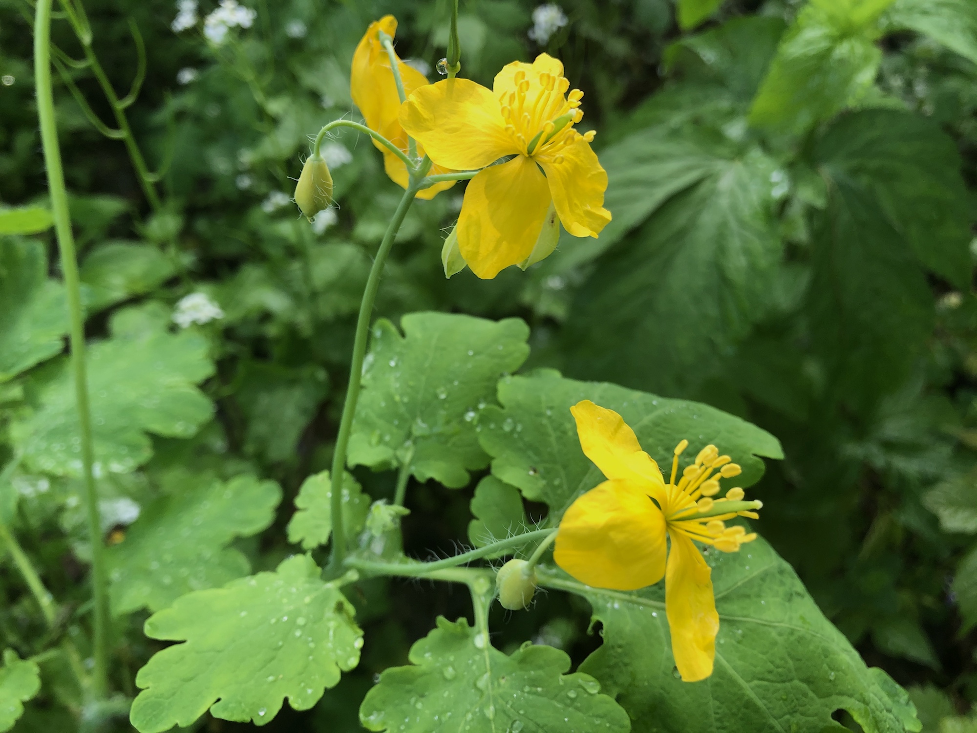 Greater celandine