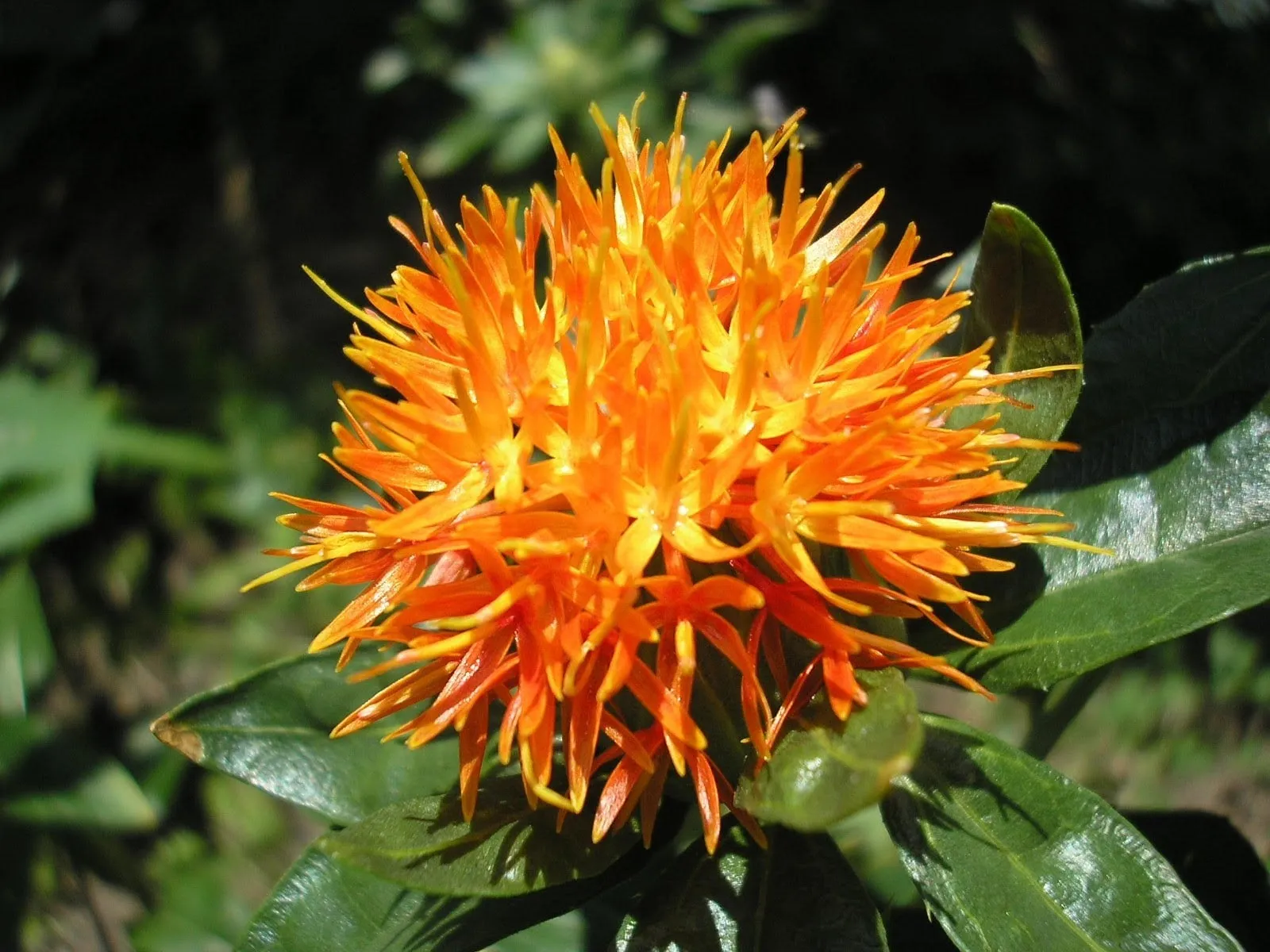 Safflower