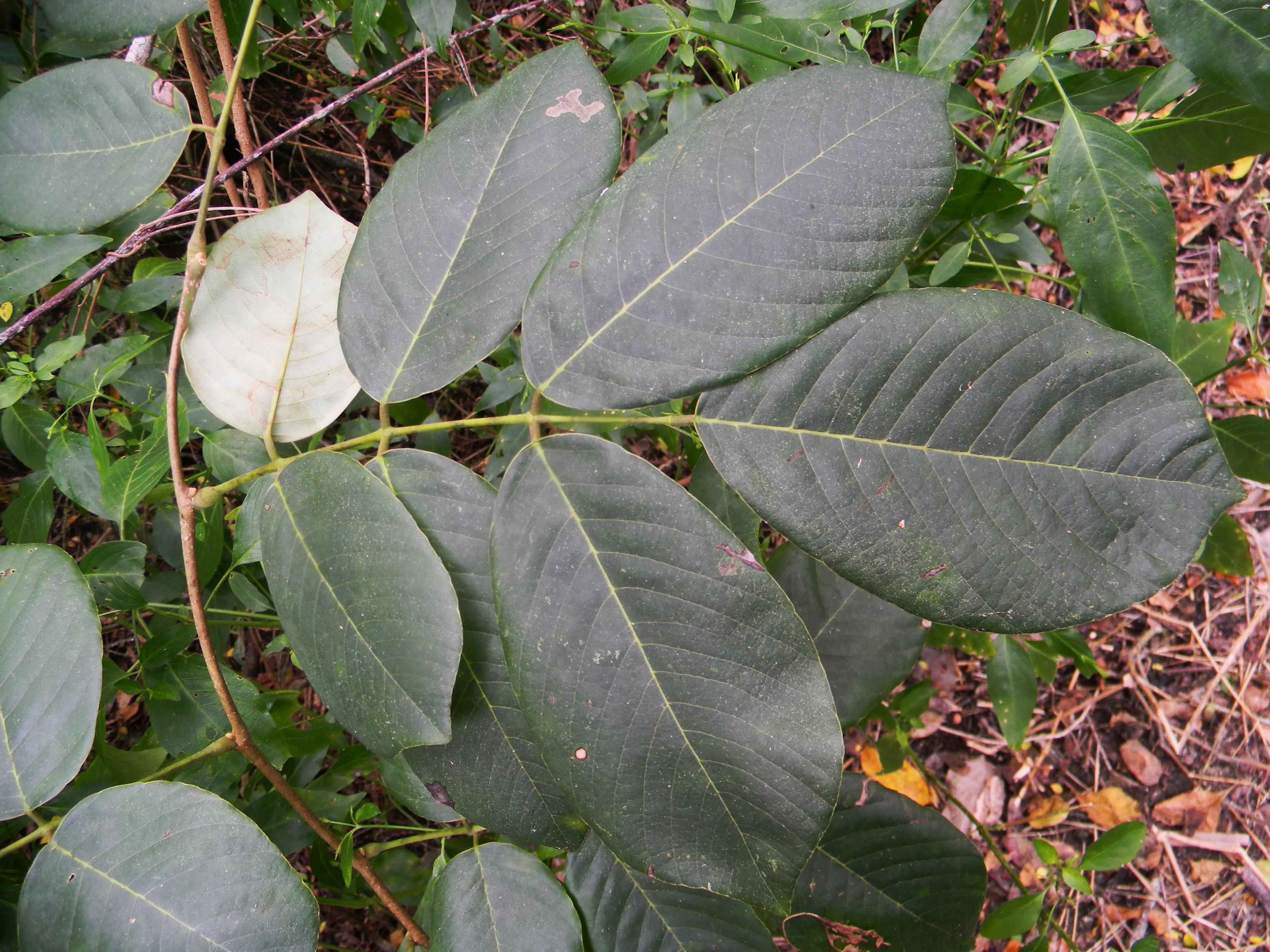 Jamaican dogwood