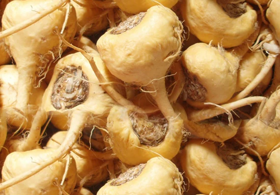 Maca root