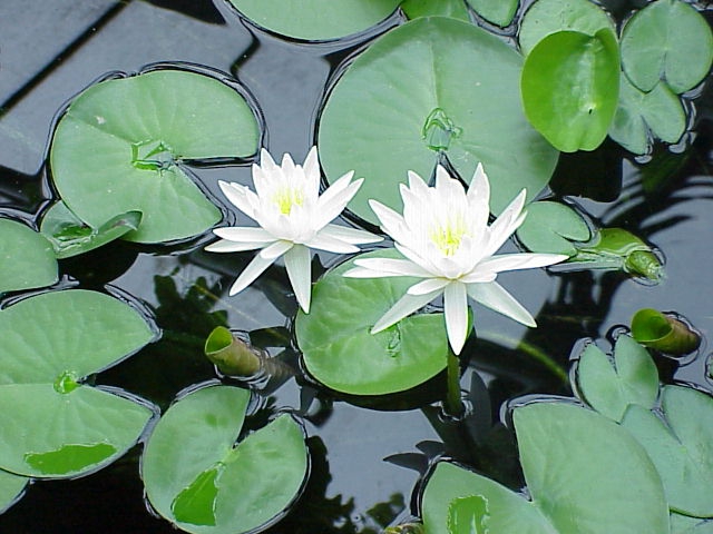 White pond lily