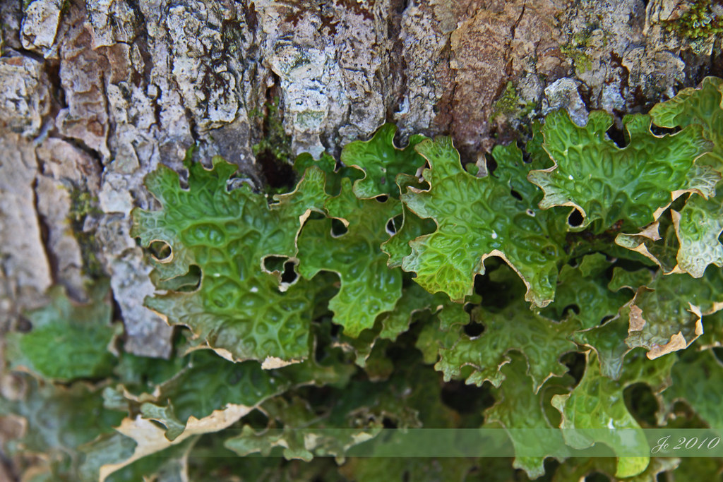 Lungwort