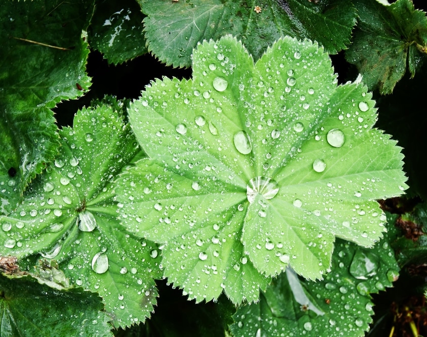 Lady’s mantle 
