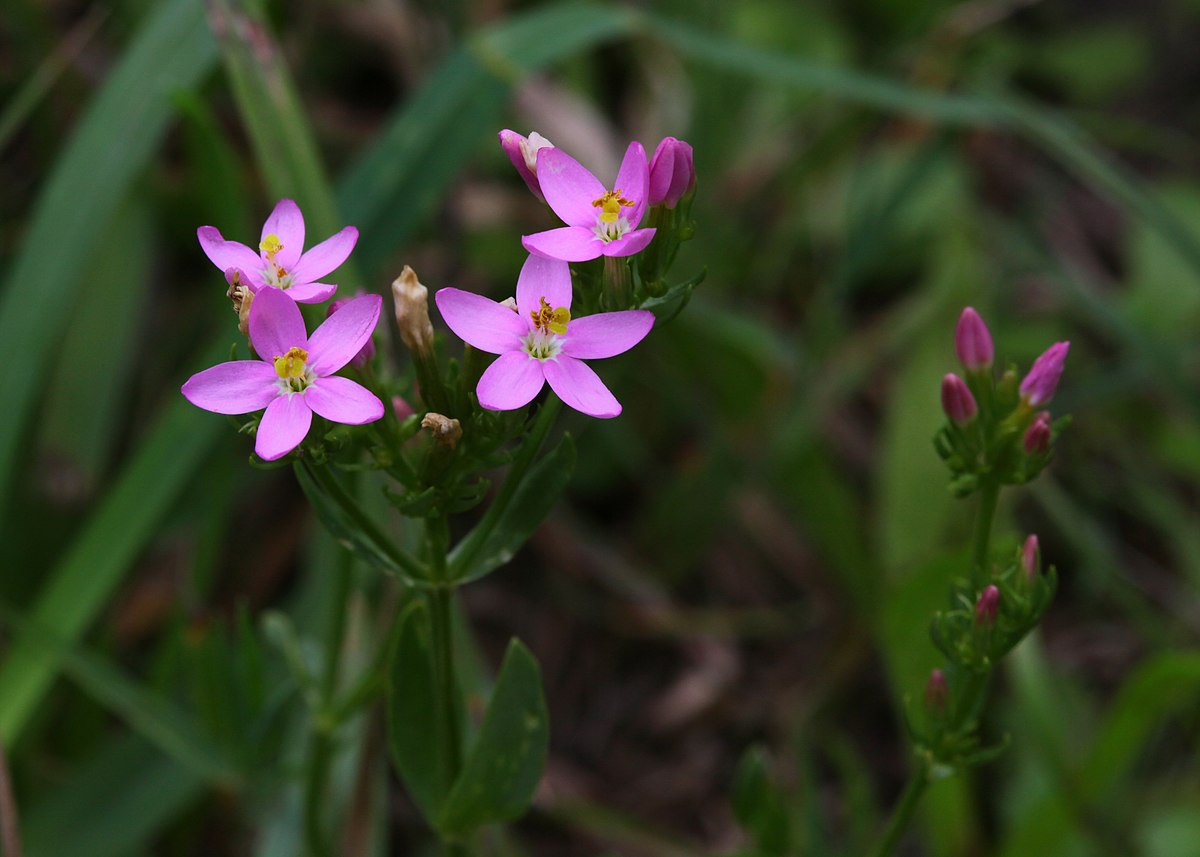 Centaury