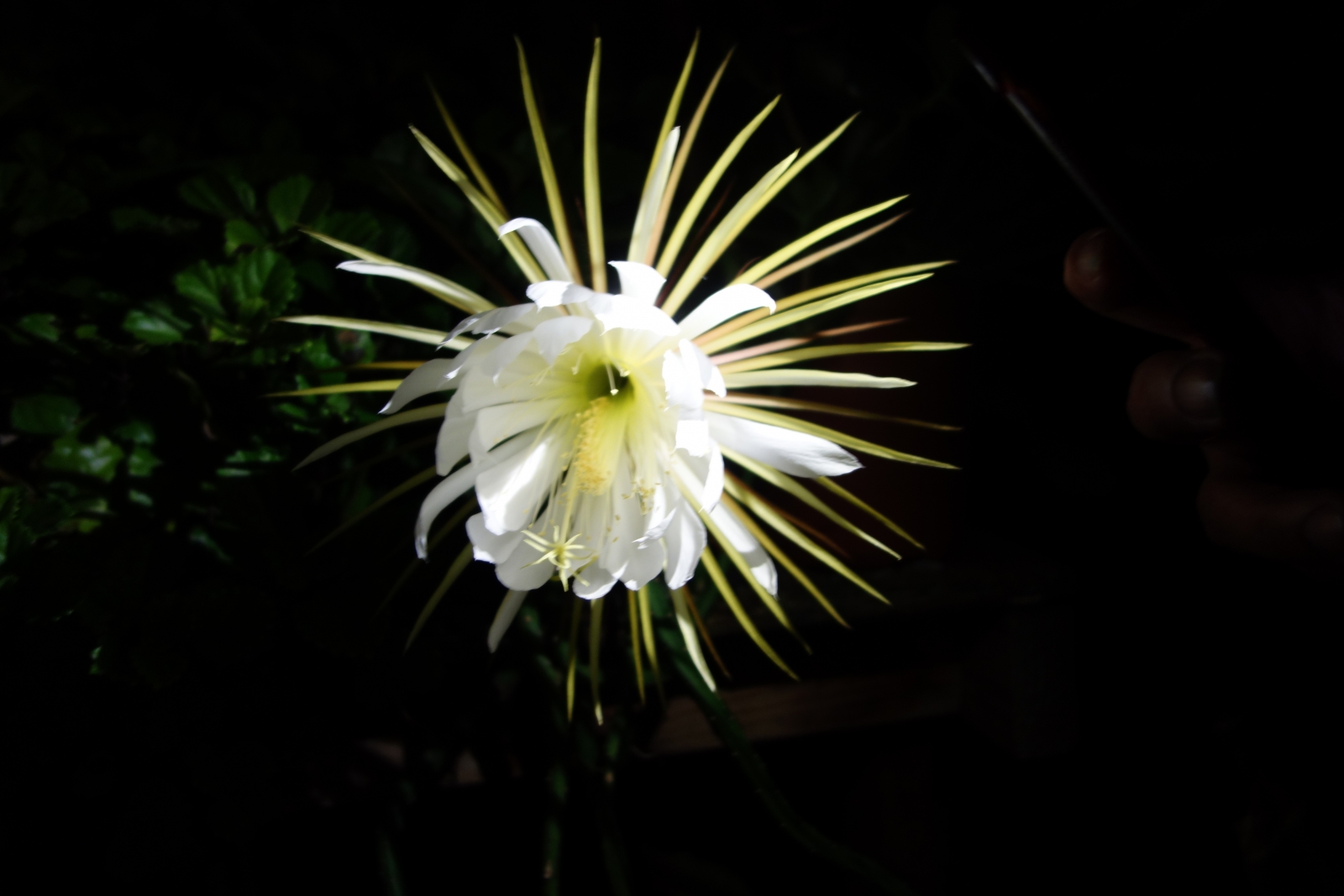 Grand cactus