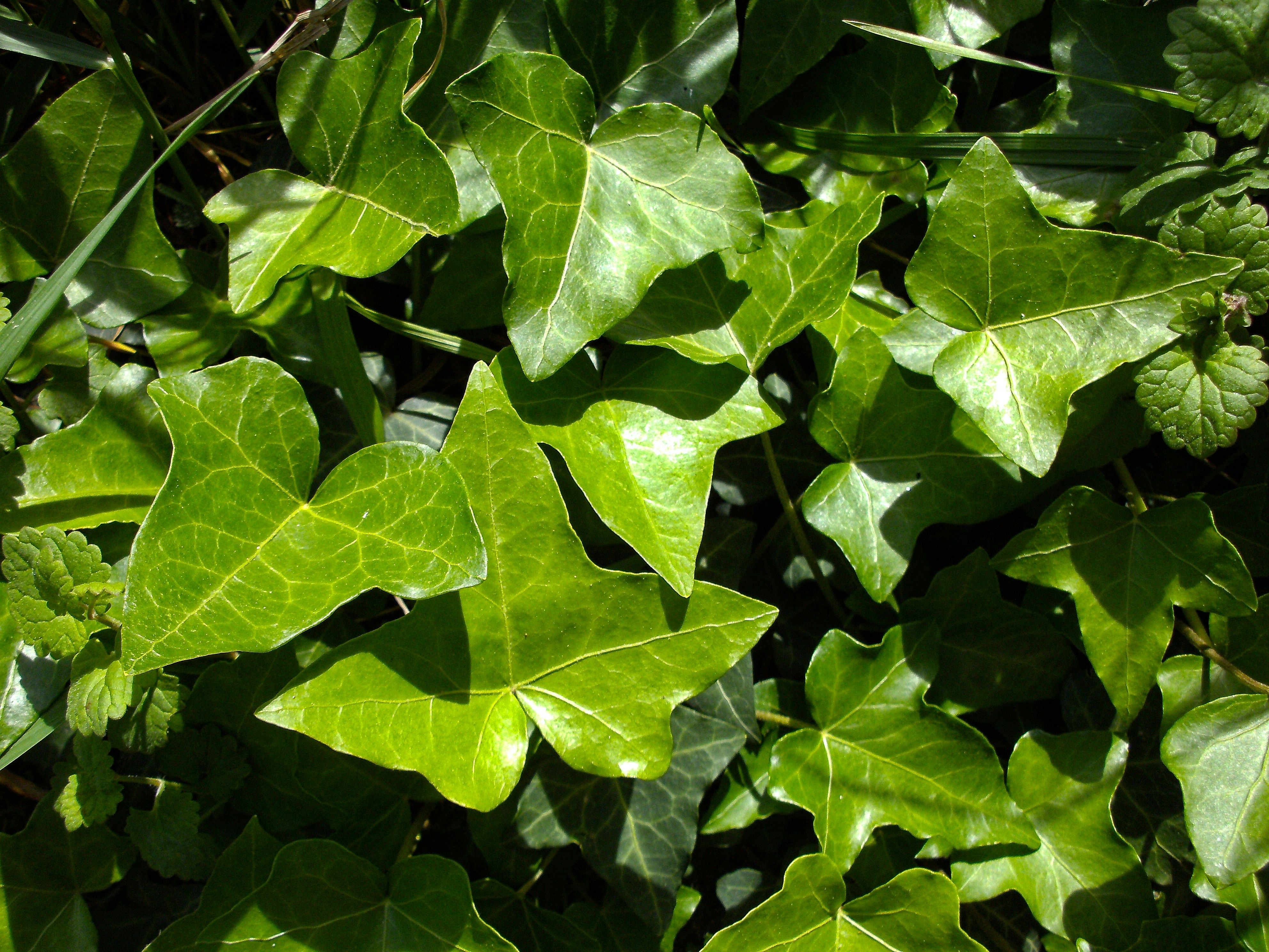 Ivy leaf