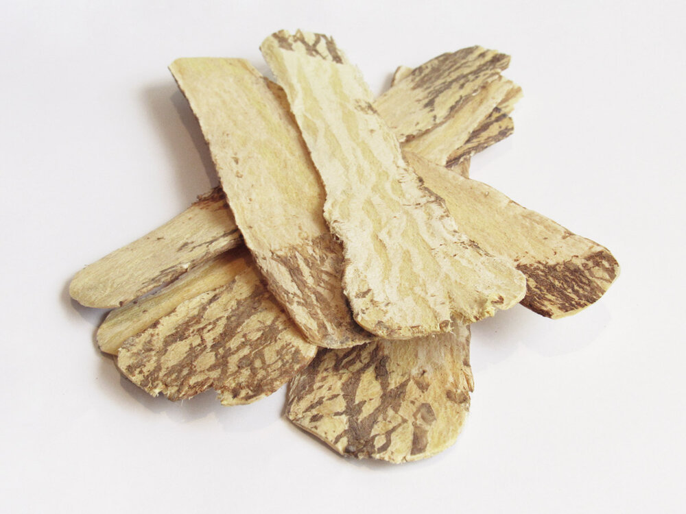 Astragalus