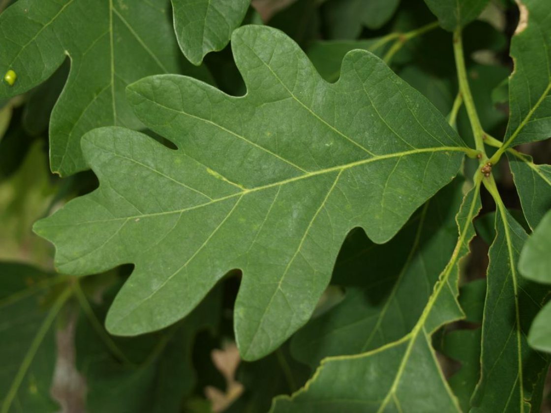 White oak