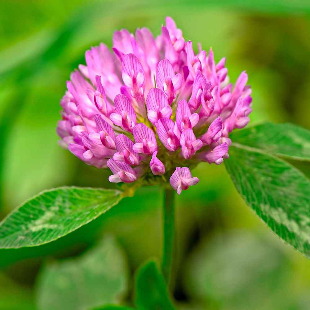 Red clover