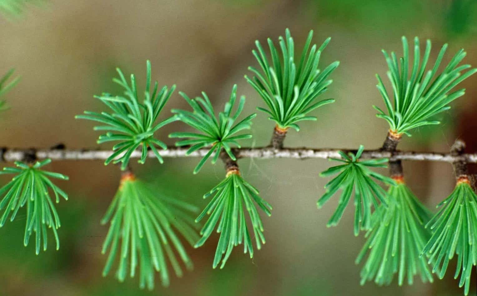 Larch