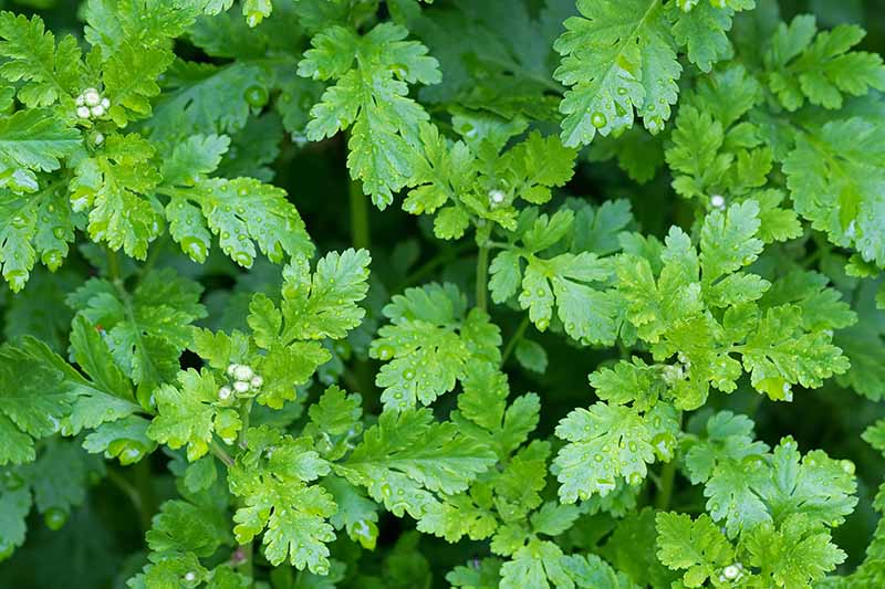 Feverfew