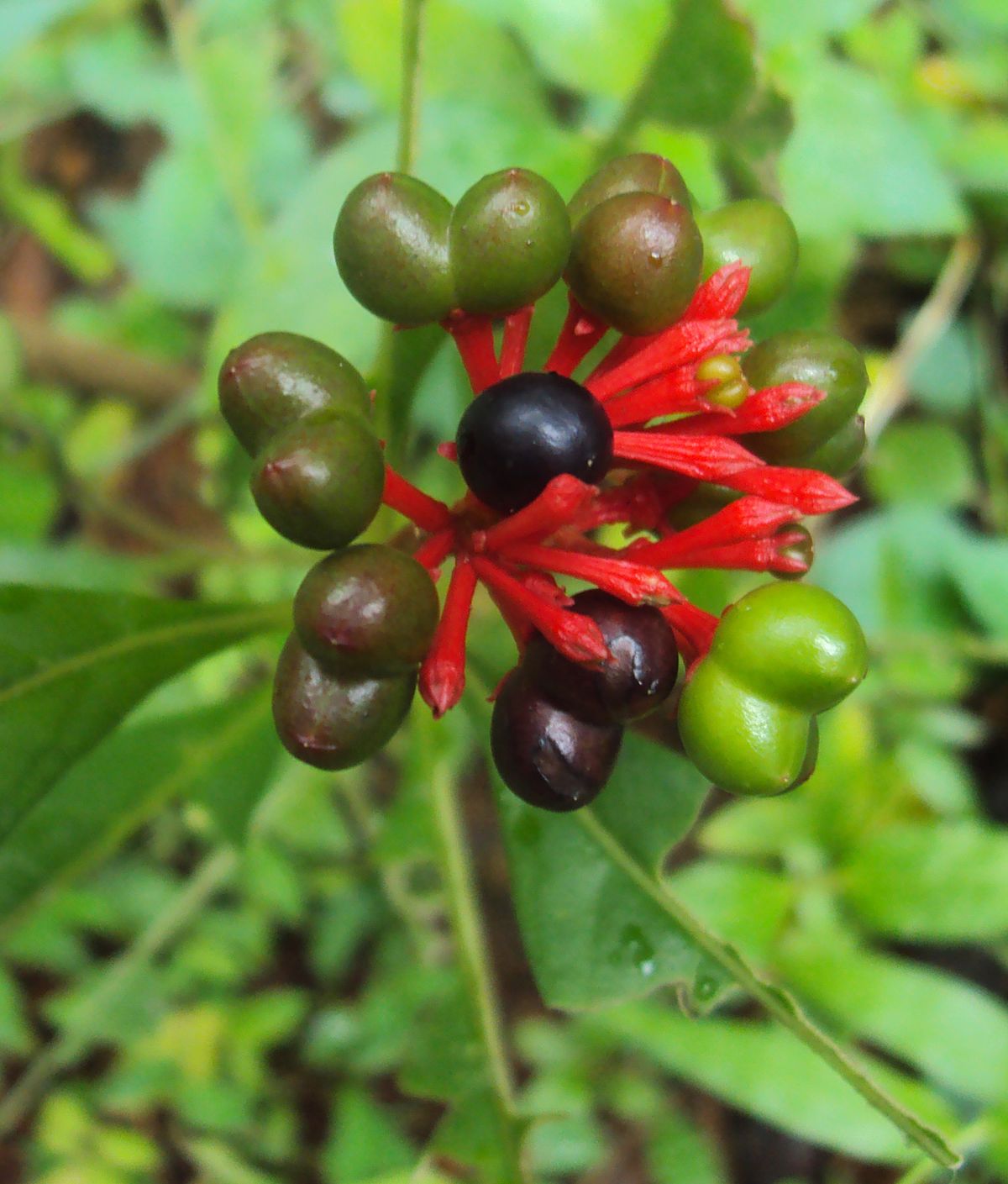 Rauwolfia