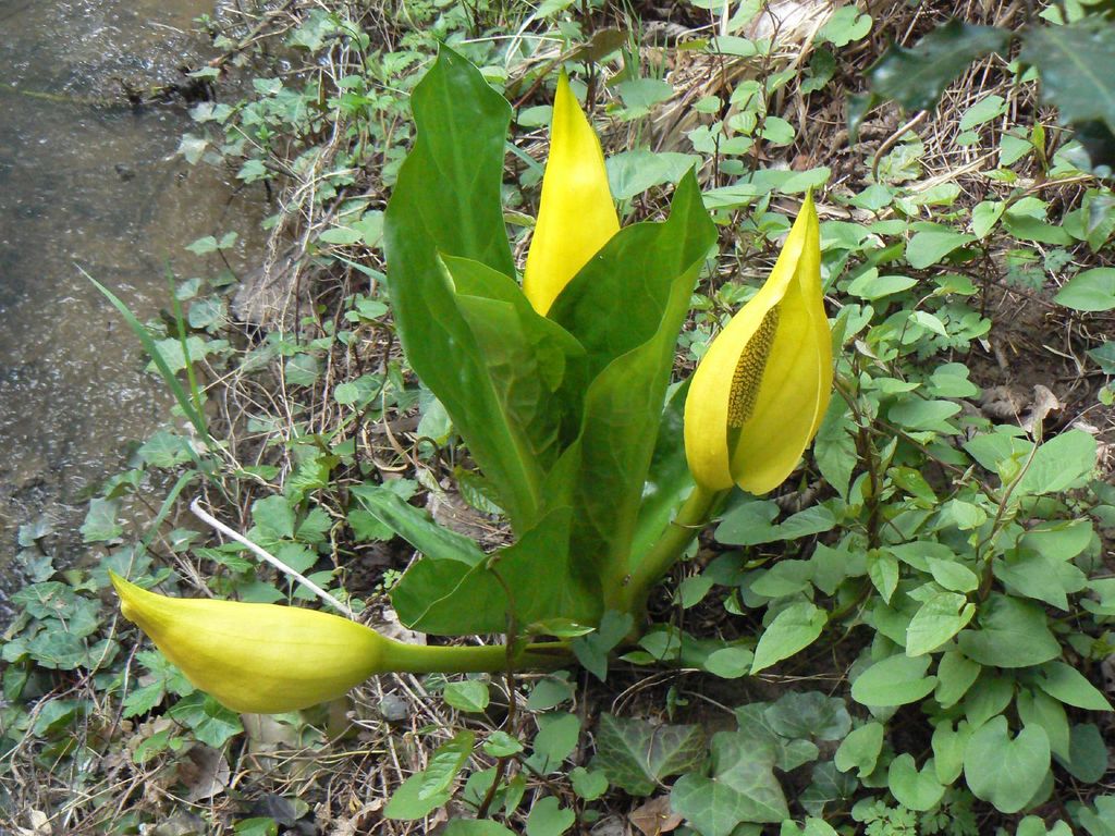 Skunk cabbage
