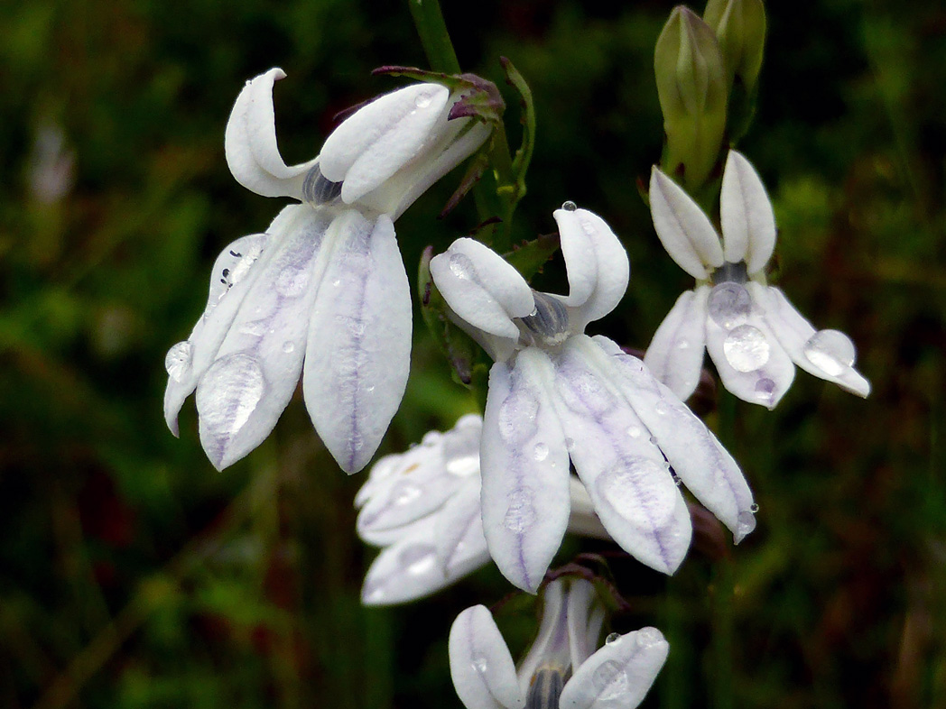 Lobelia