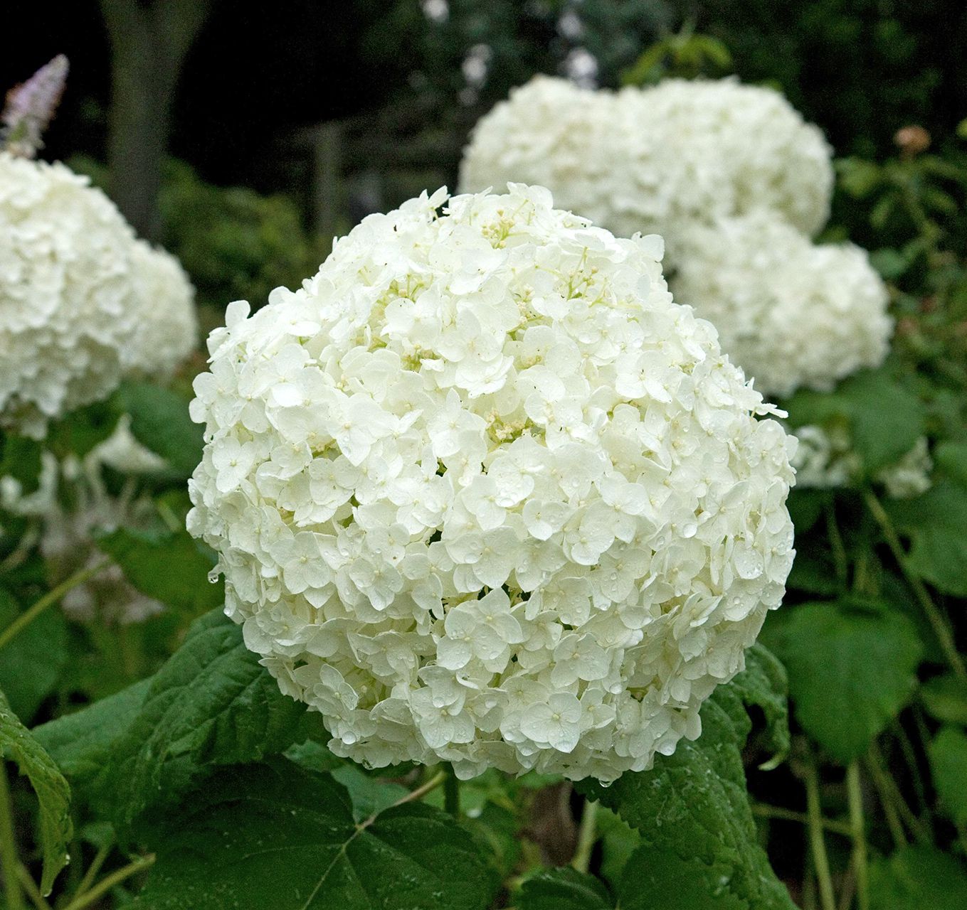 Hydrangea