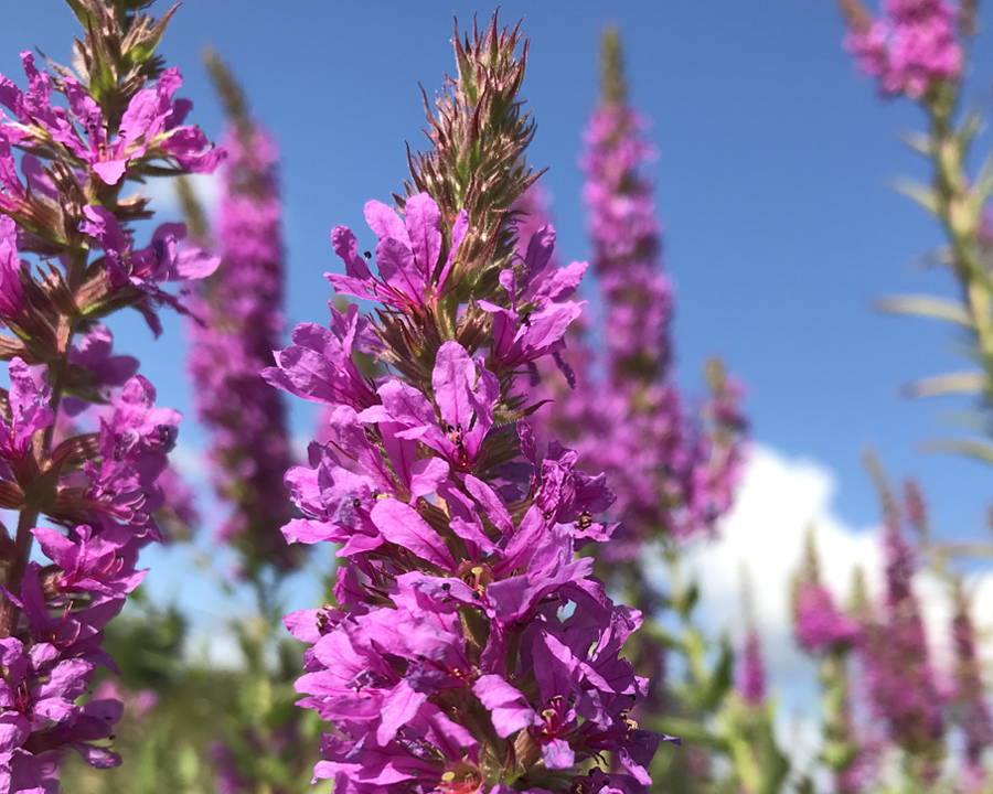 Purple loosestrife