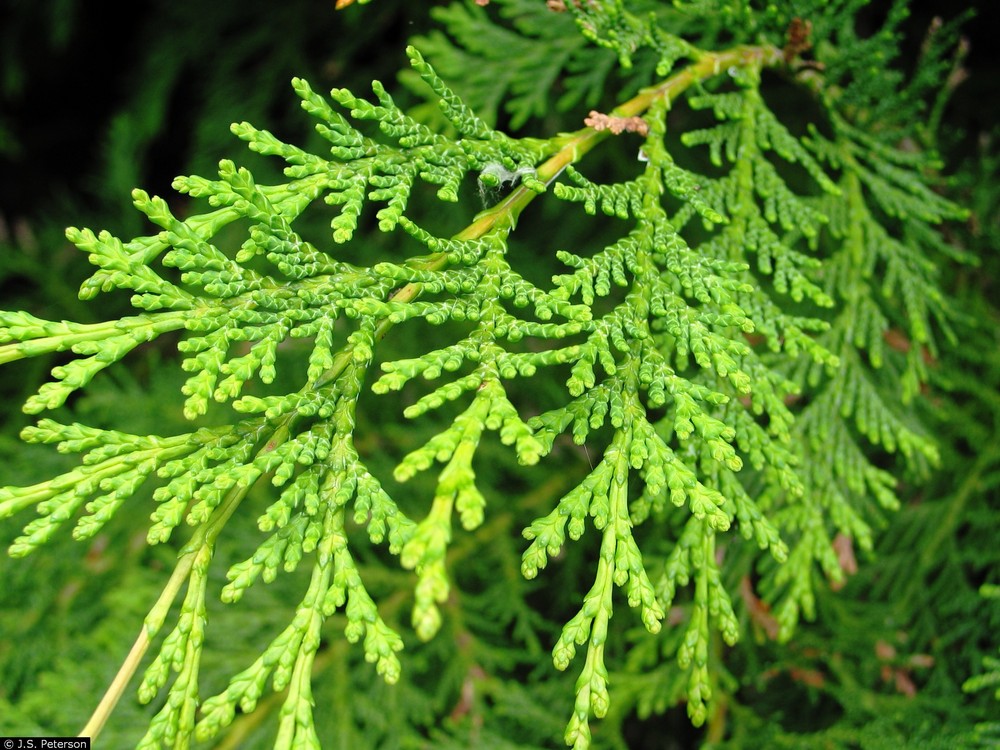 Cedar
