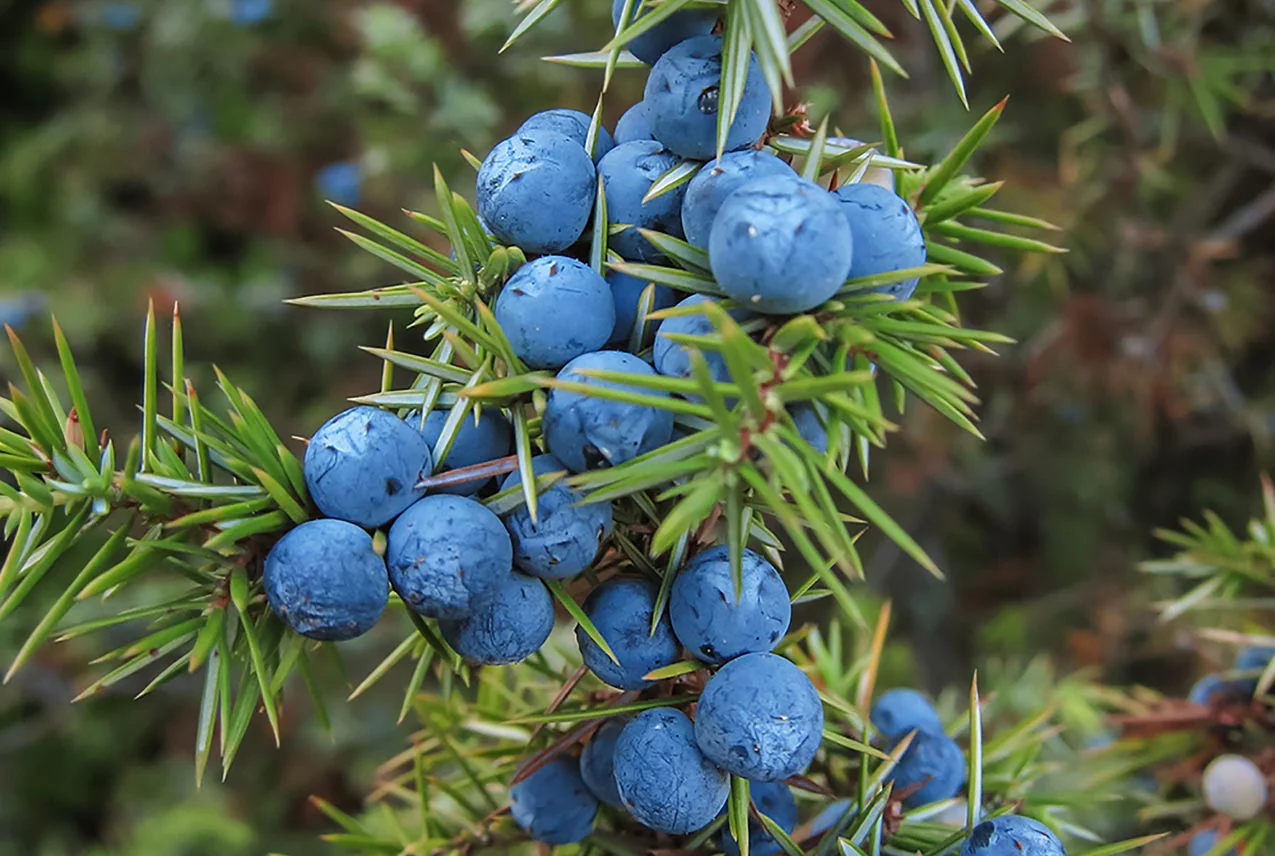 Juniper