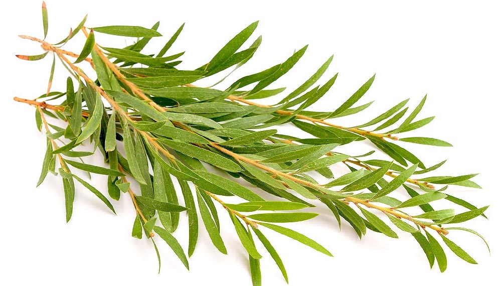 Tea tree