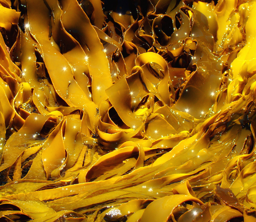 Kelp