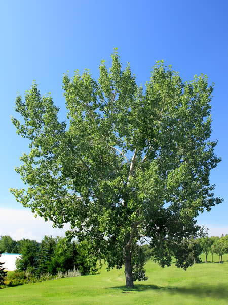 Balsam Poplar