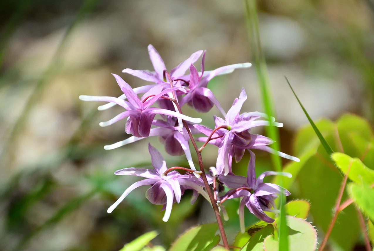 Horny goat weed