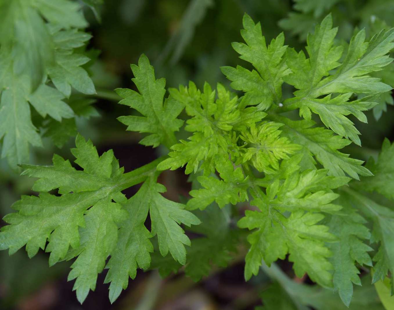 Mugwort