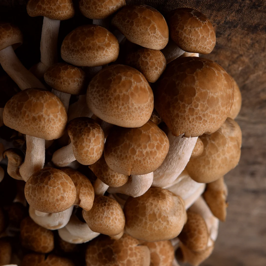 Agaricus blazei