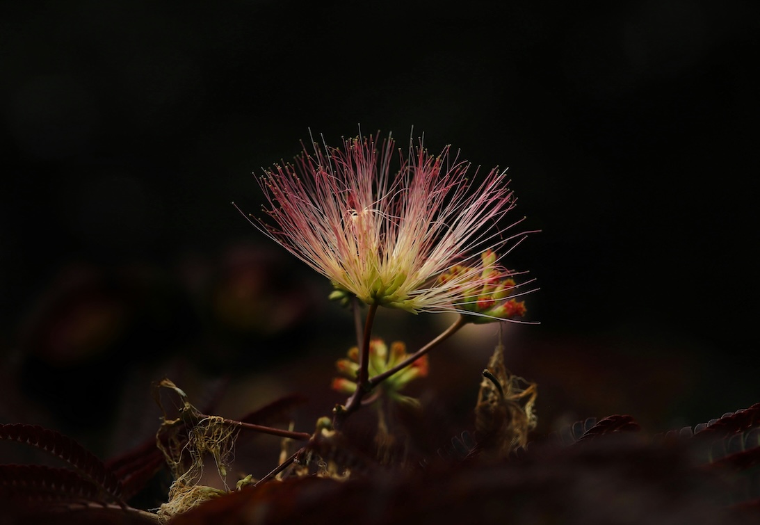 Albizia