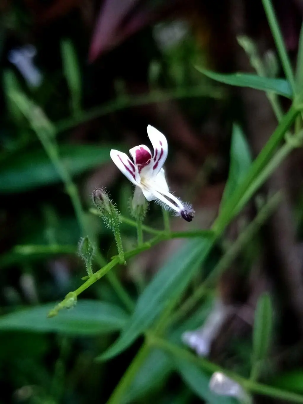 Andrographis