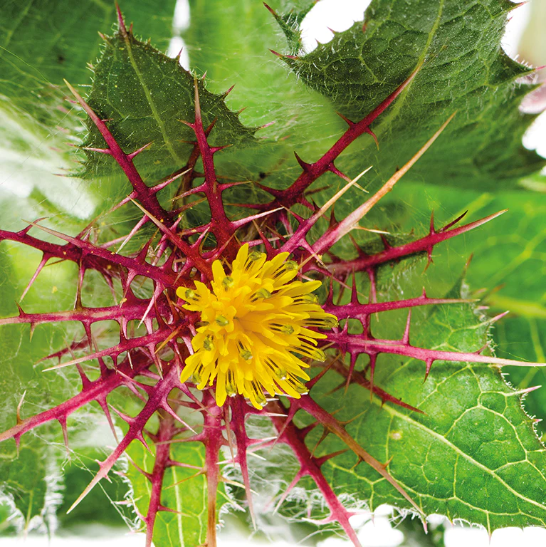 Blessed Thistle