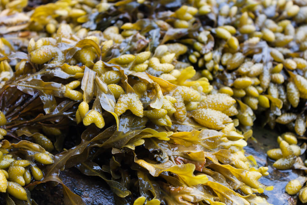 Bladderwrack