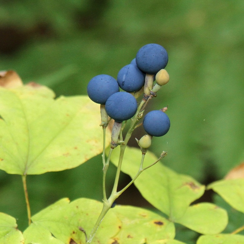 Blue cohosh