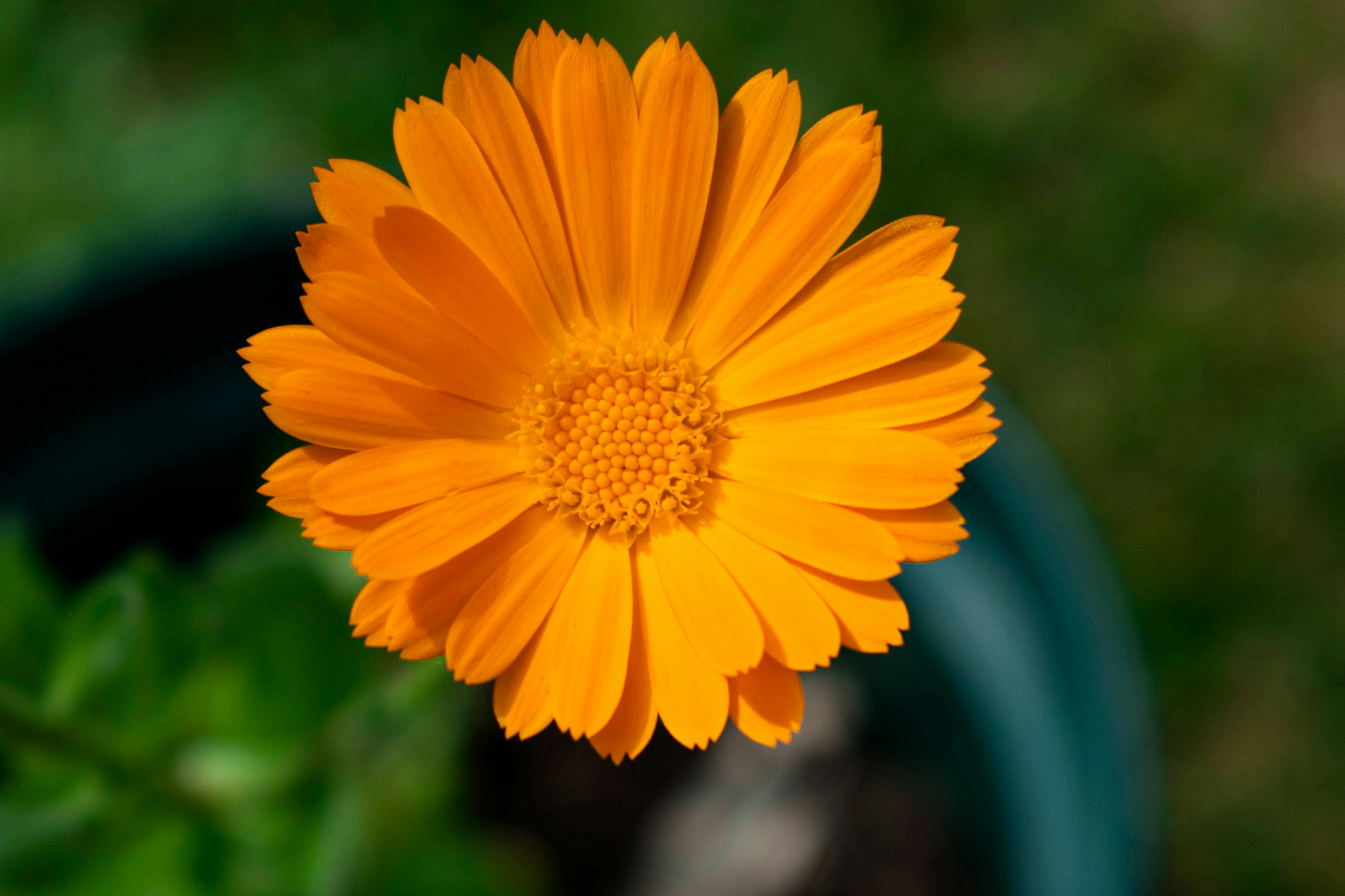 Calendula