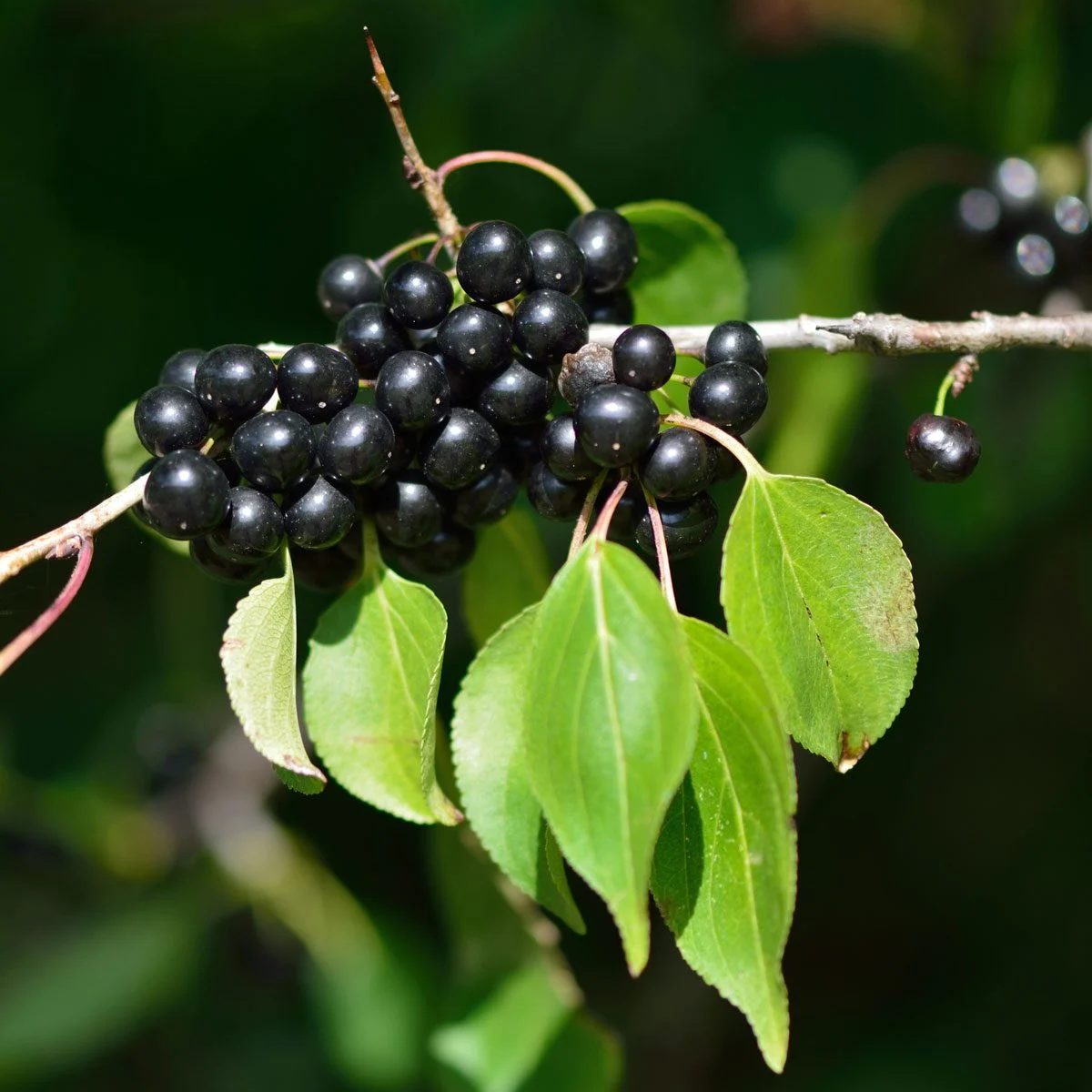 Buckthorn