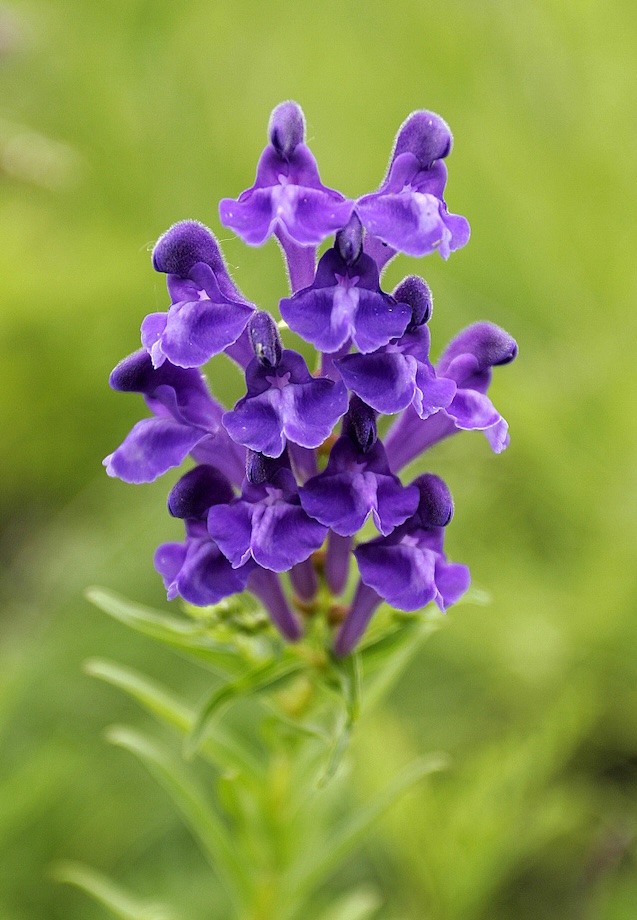Chinese skullcap