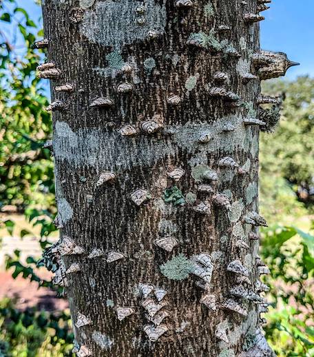 Prickly ash