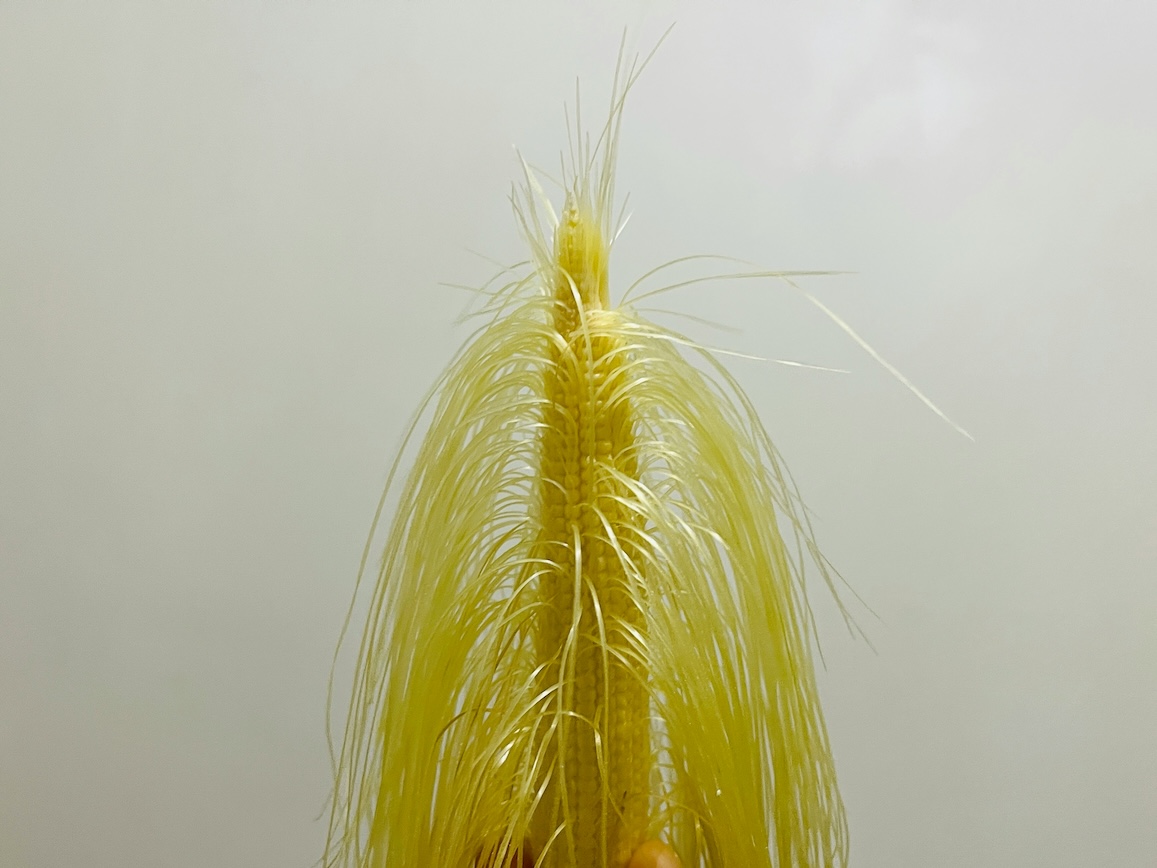 Corn silk