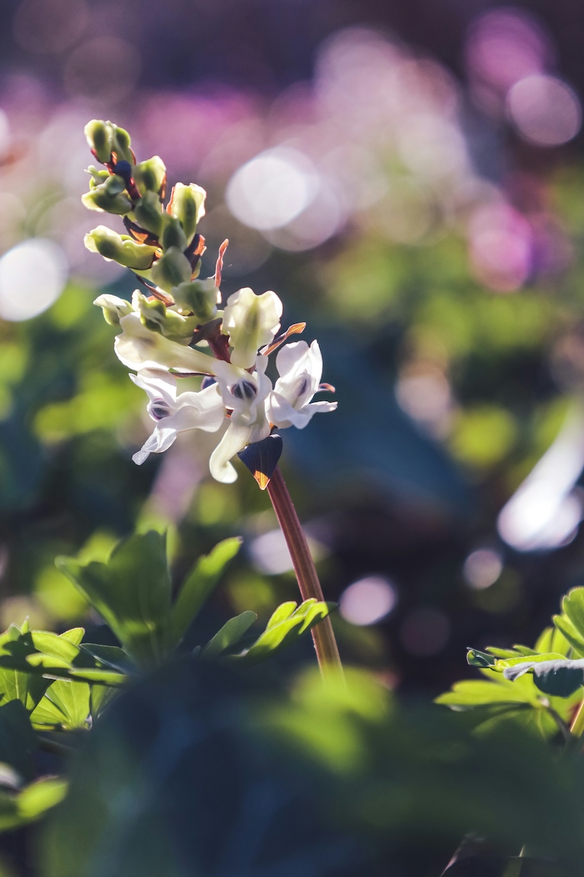 Corydalis