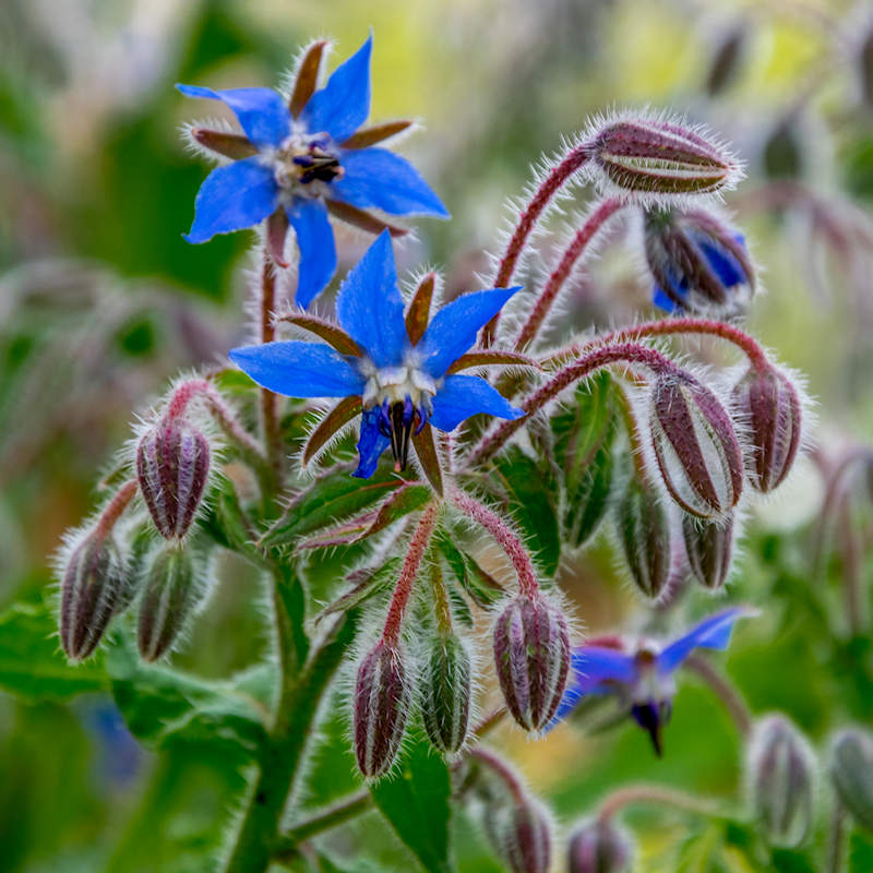 Borage