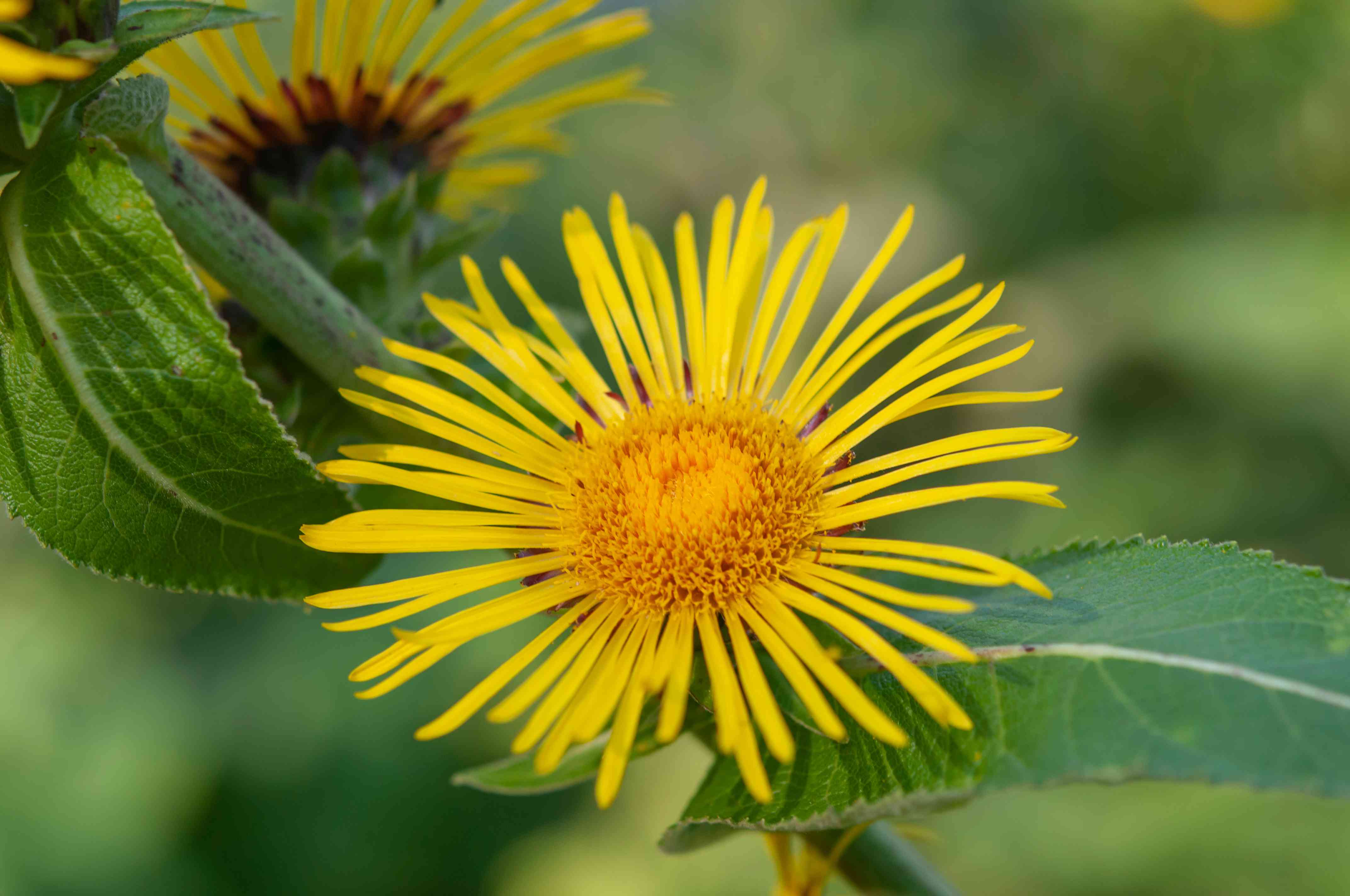 Elecampane