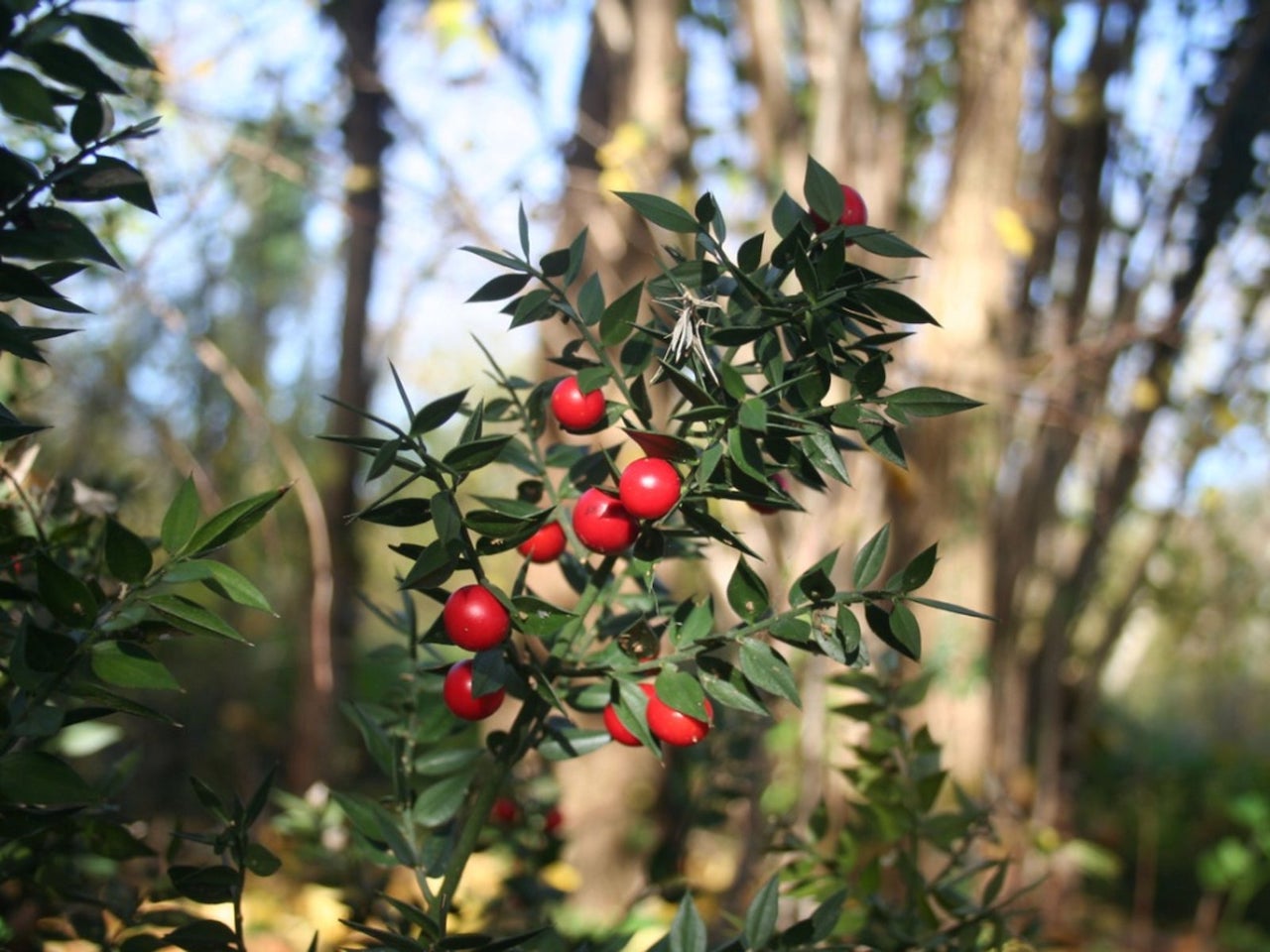 Butcher’s broom