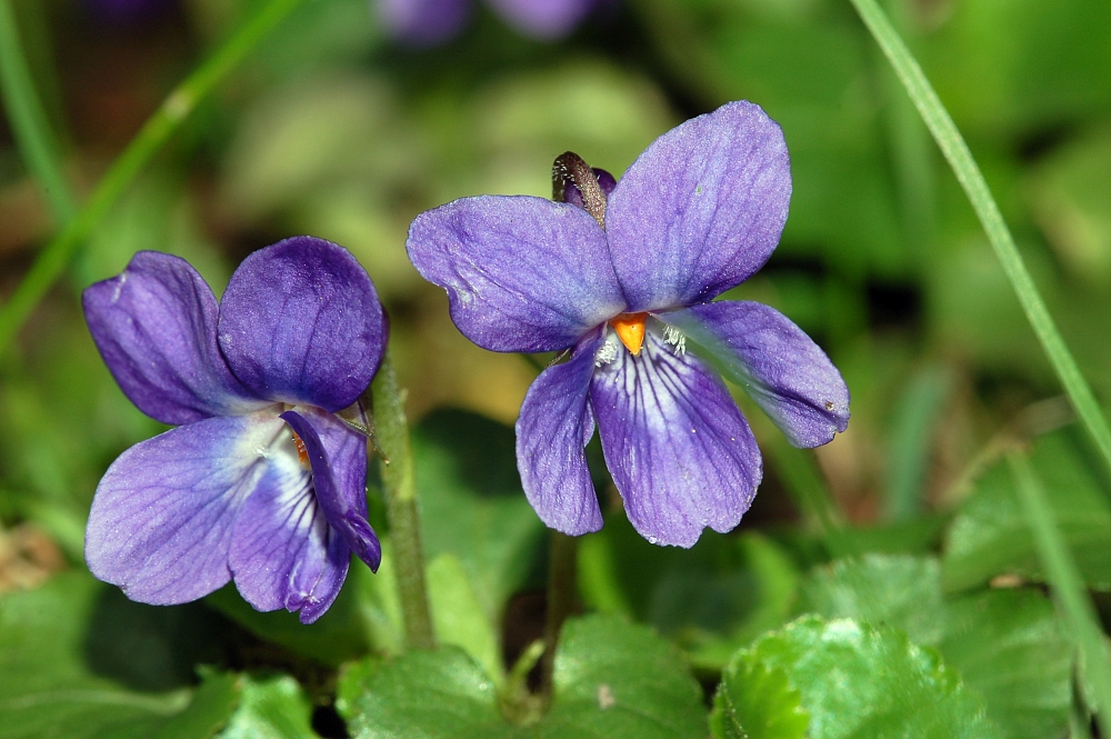 Sweet violet