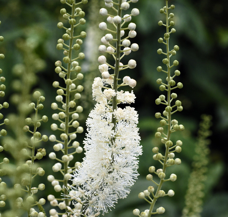 Black Cohosh