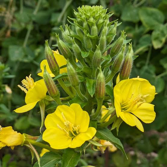 Evening primrose